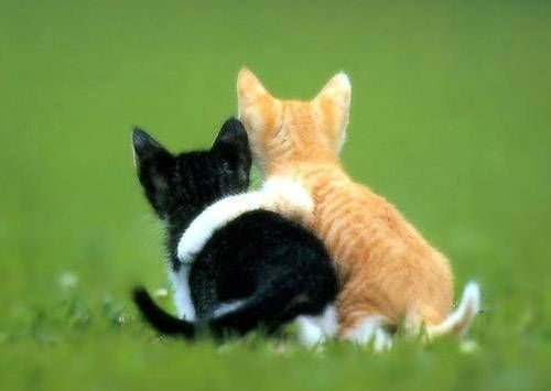 Accolade entre deux chats